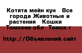 Котята мейн кун - Все города Животные и растения » Кошки   . Томская обл.,Томск г.